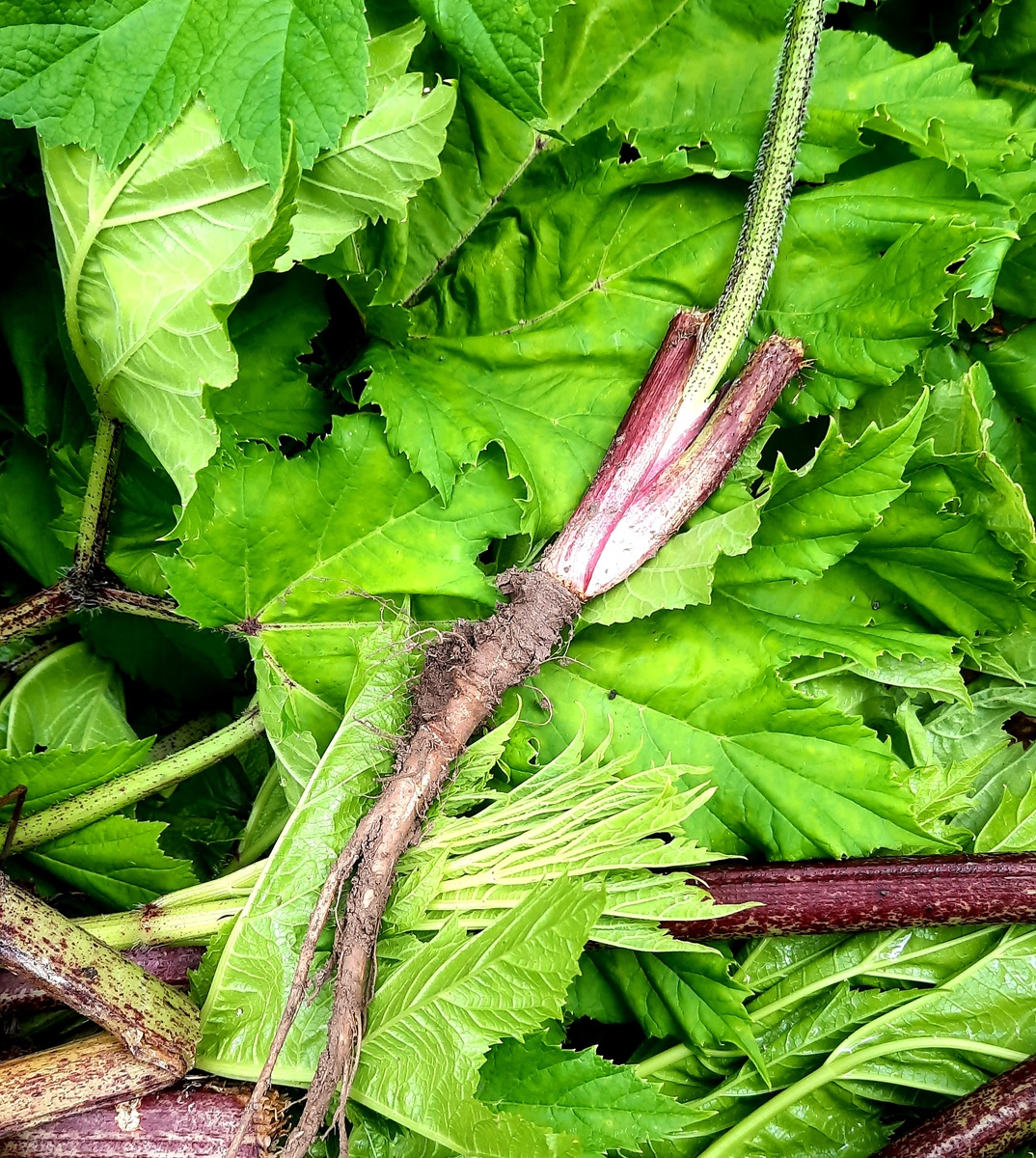 Фото автора.