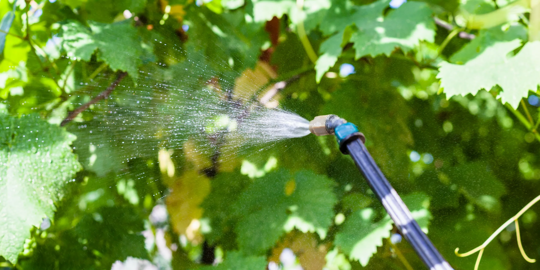 Удобрение винограда в июне: как ускорить созревание и улучшить вкус ягод