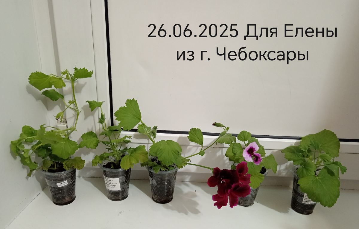 Королевские пеларгонии. 