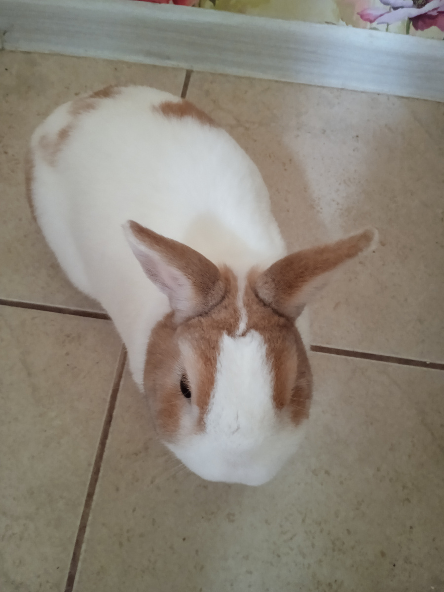 Жил был Блинчик