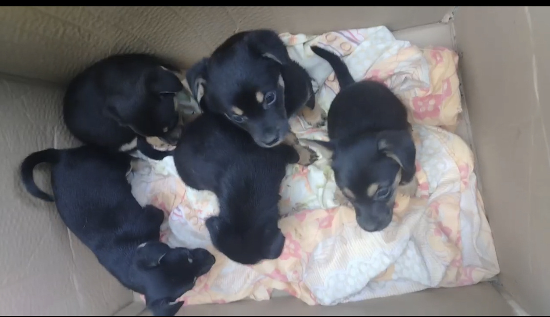 Щенята ( новые) ждут добрых и любящих хозяев.