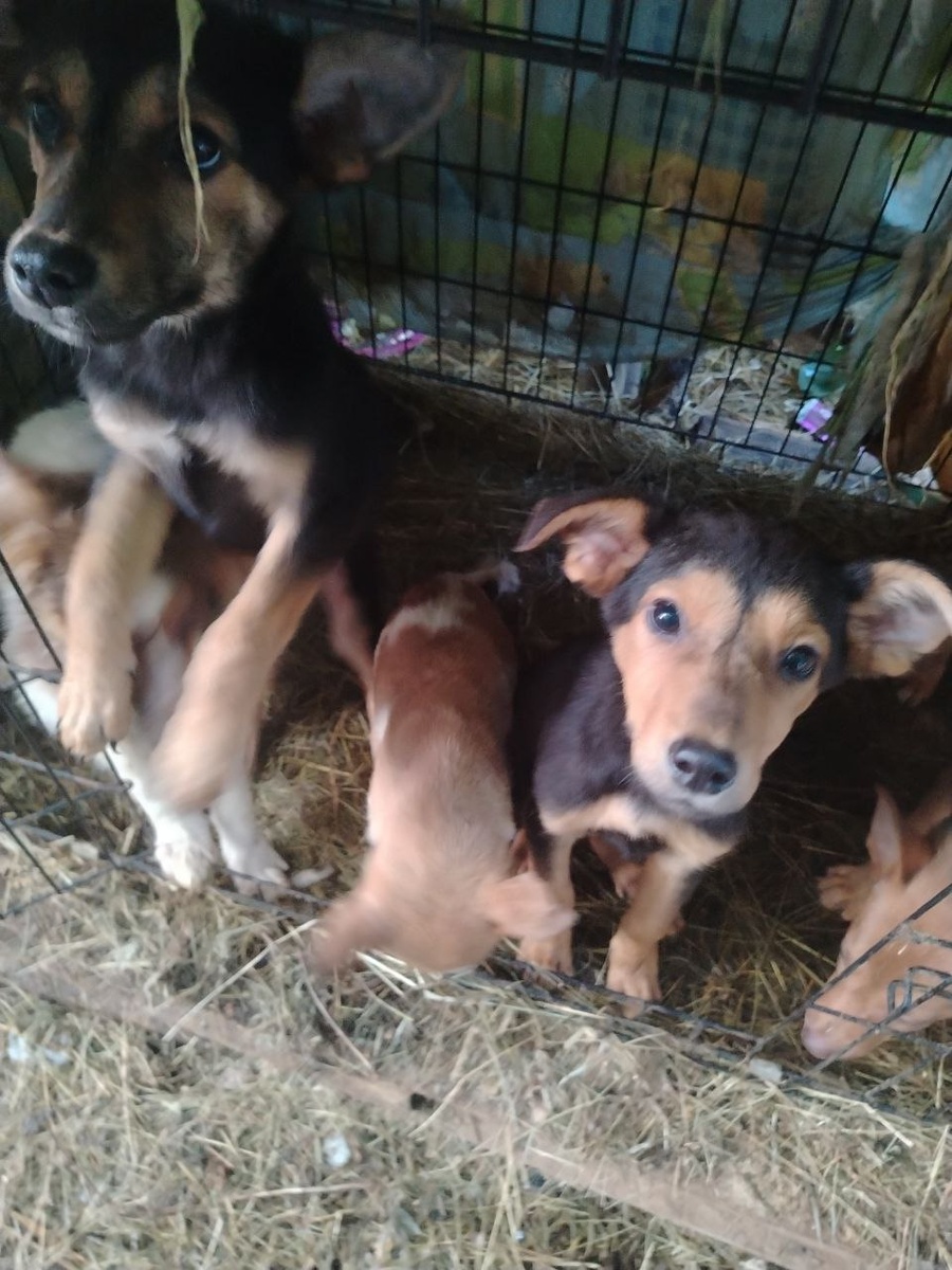 Другие щенки в ожидании мам и пап