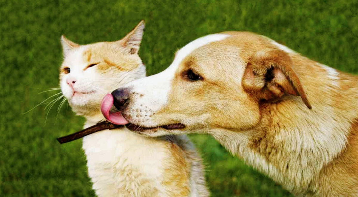 Собака всегда рада облобызаться, а вот кот...