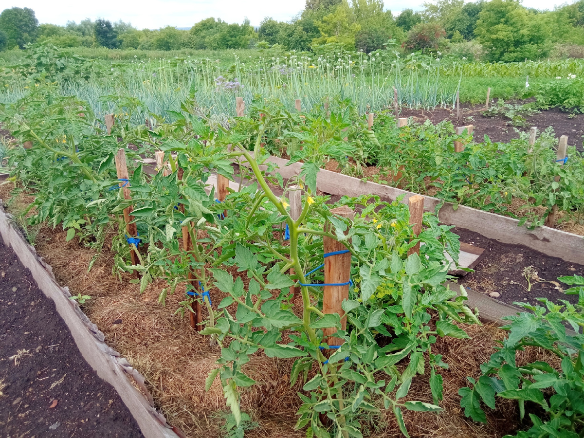Замульчированная грядка томатов