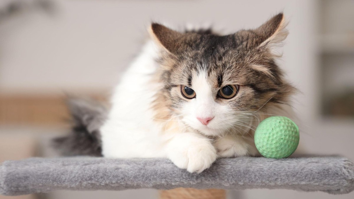    «Громкий звук — и я исчезаю. Не потому что обиделась, просто хочу почувствовать себя в безопасности».