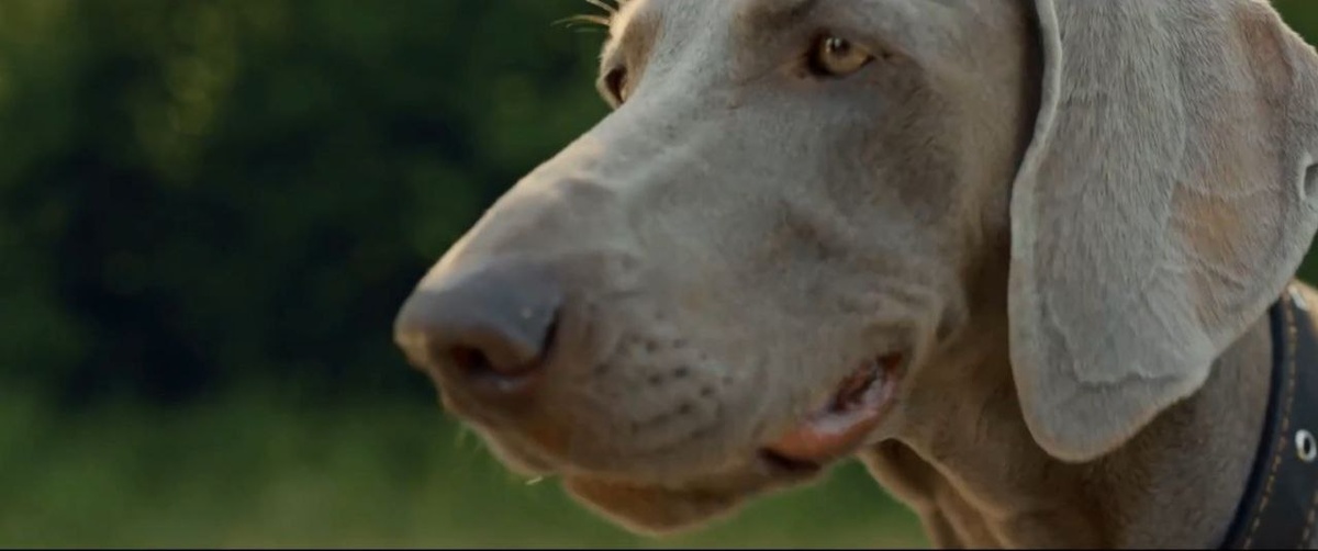 В карусели представлены стоп-кадры из оригинального фильма «Каруза». Для иллюстративных целей.