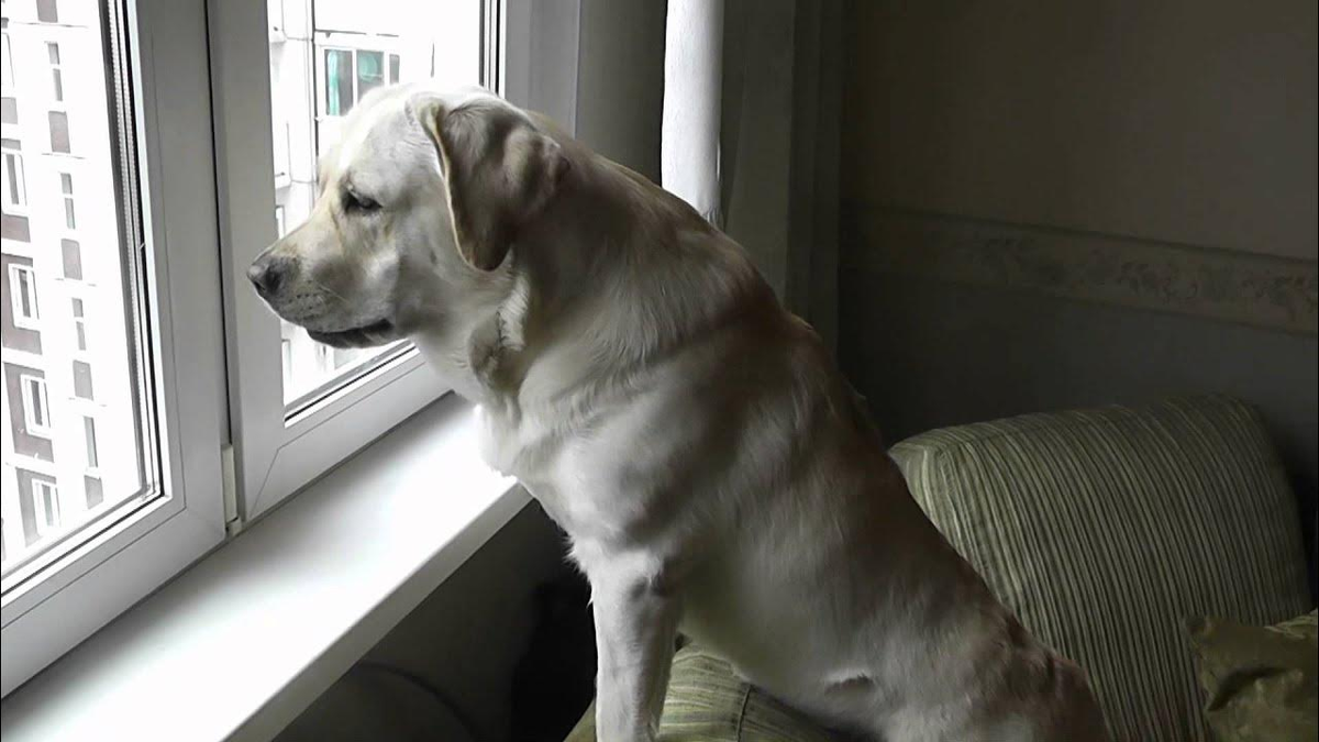 Фото с YouTube для примера