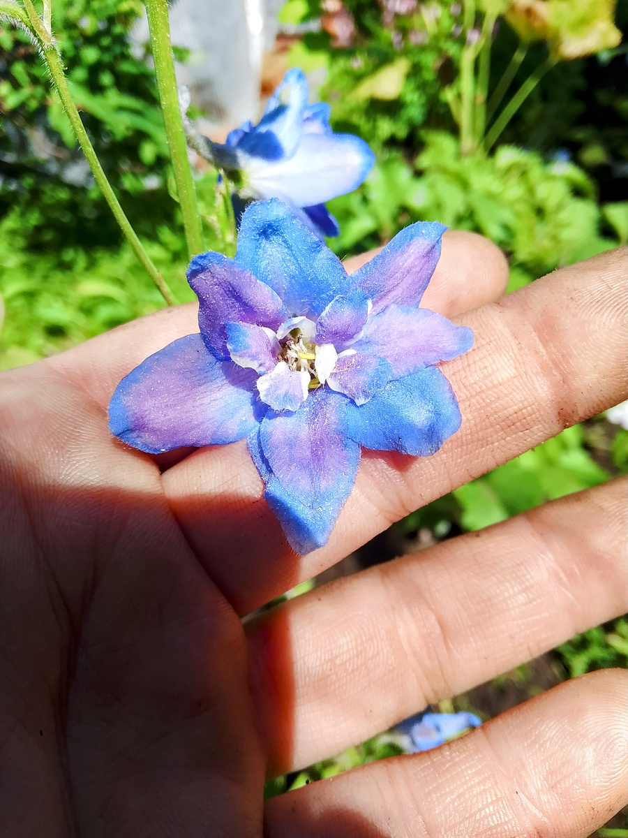 Цветение дельфиниума