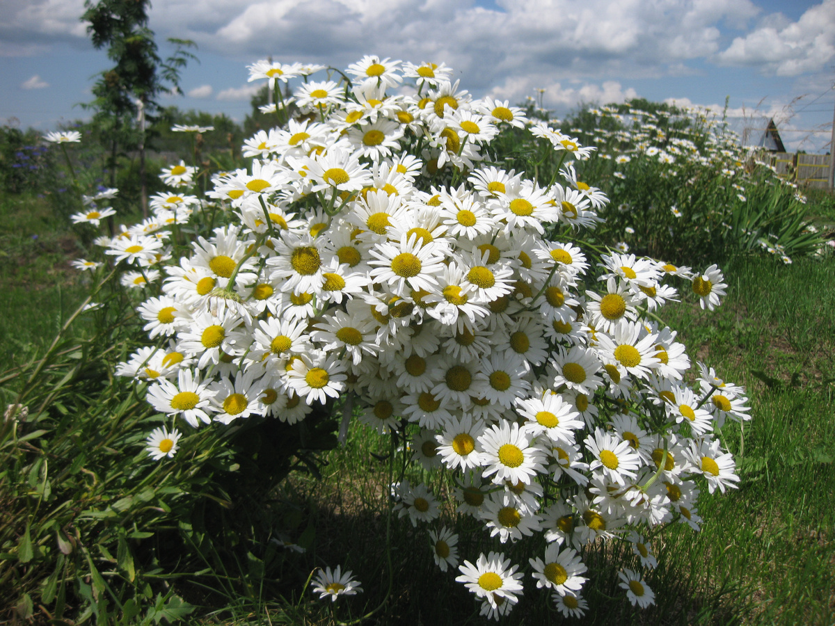 Ромашки, фото автора от 26 июня 2025 года