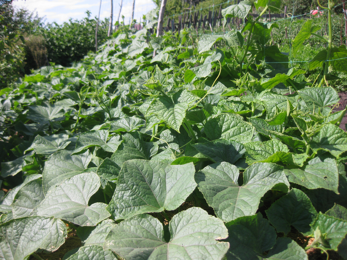 Огуречная грядка, фото автора от 26 июня 2025 года
