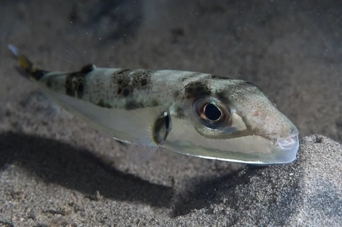    На Украине предупредили о появлении в Черном море опасной для человека рыбы