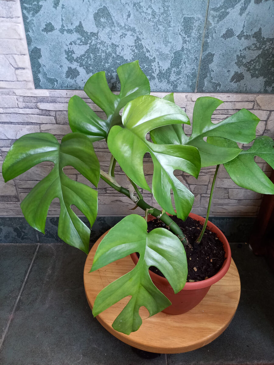 Календарь ухода за Монстерой minima в июле