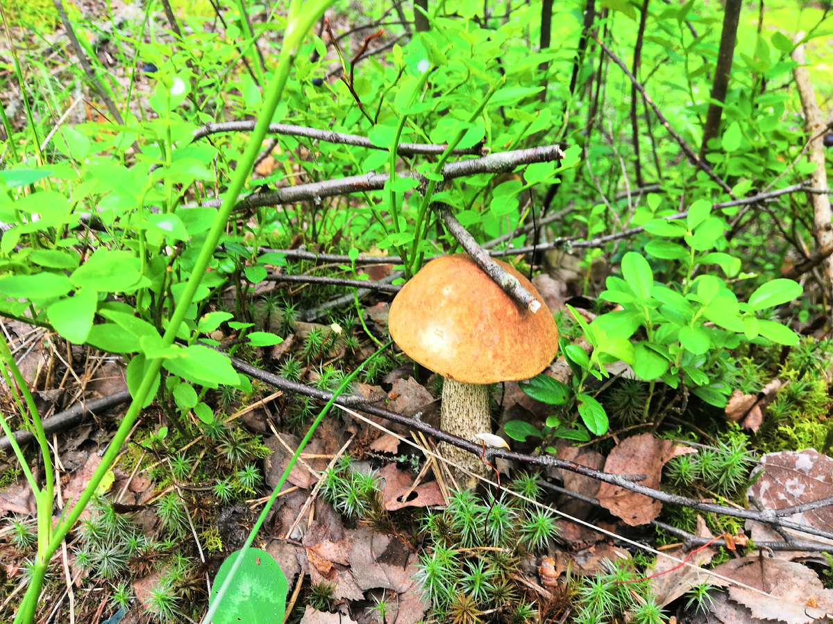 Хороший молодой подберезовик растет среди черники