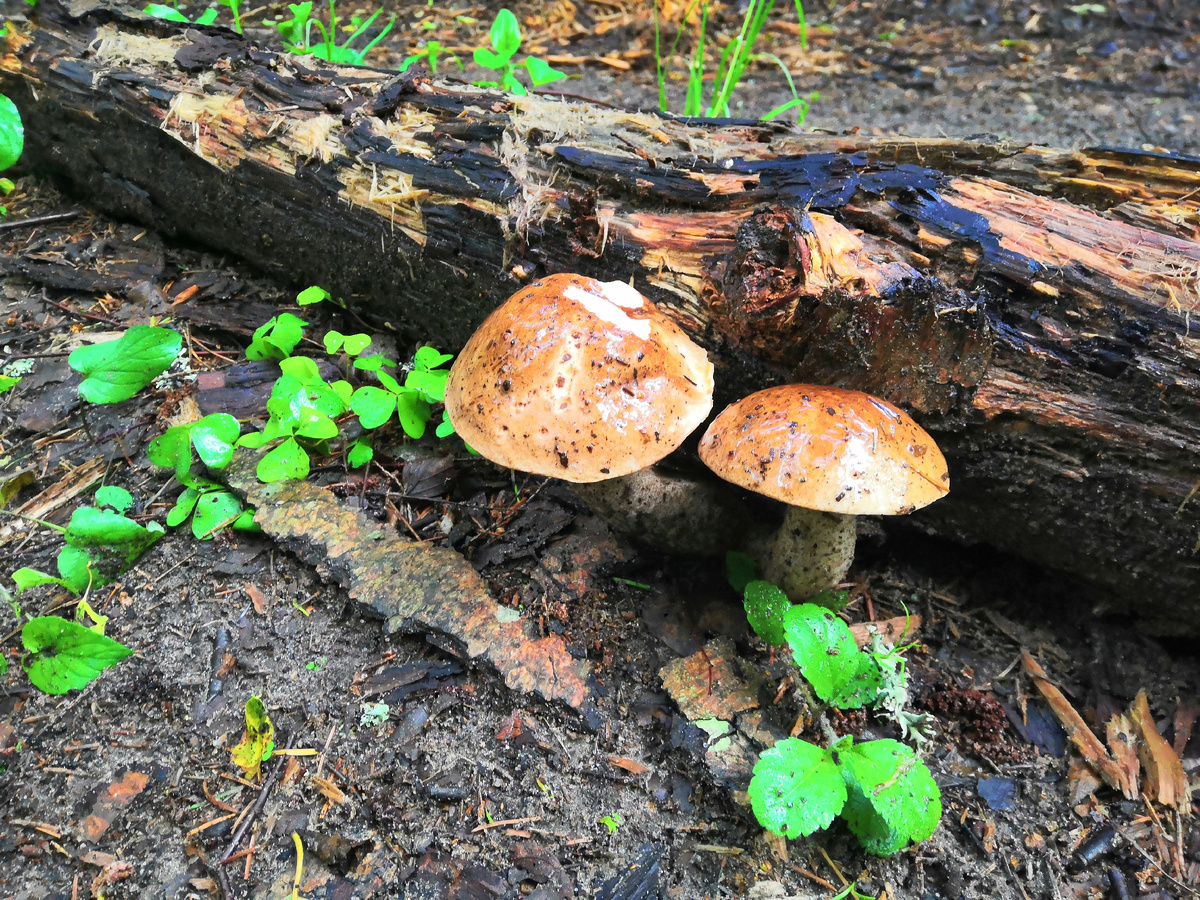 Два неплохих подберезовика 
