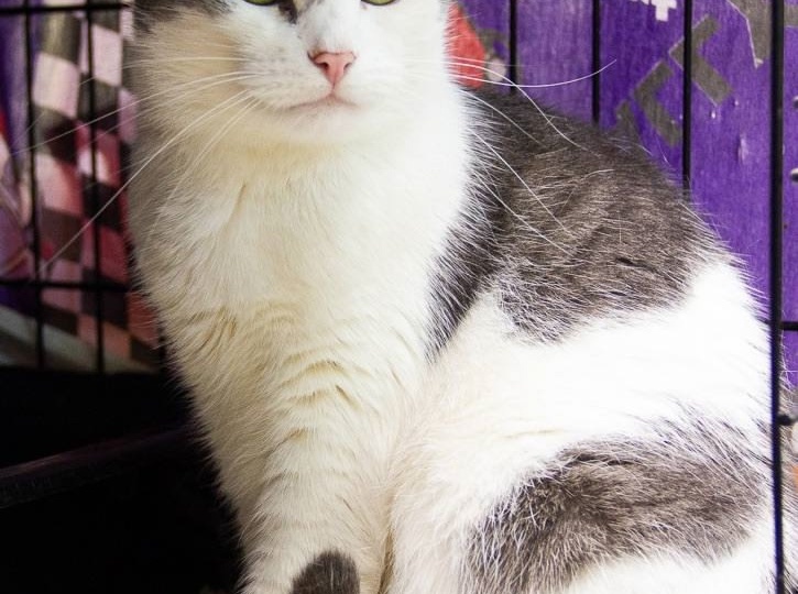 ❗ДОМА❗Умная, красивая, гордая кошка Нюша с достоинством ждёт своего человека.