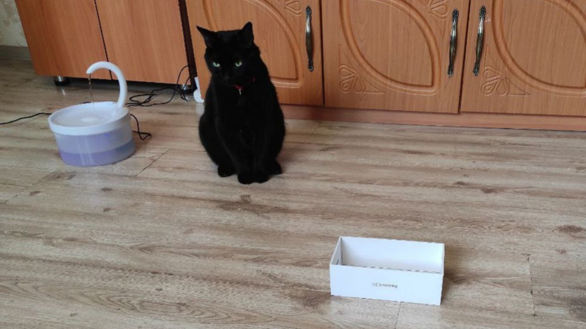 Когда понял, что эту коробку тебе не победить!