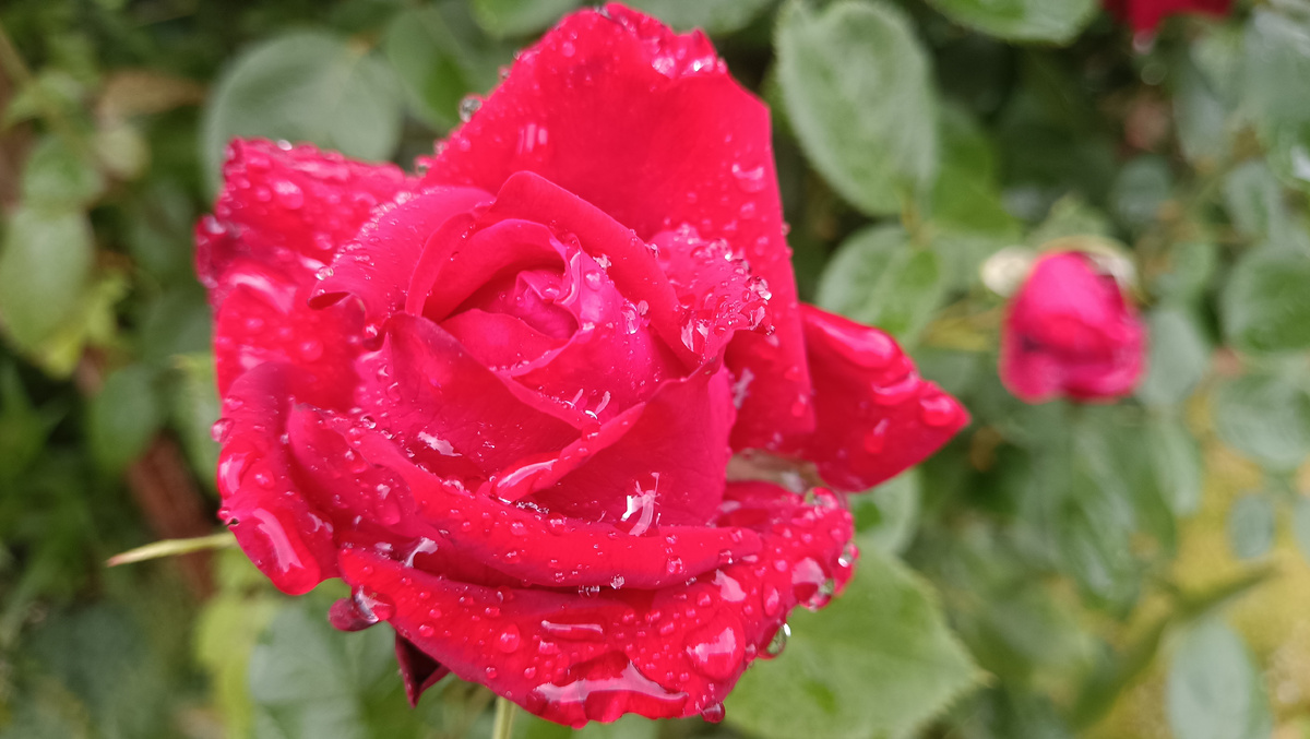 Гранд Аморе, 2025.