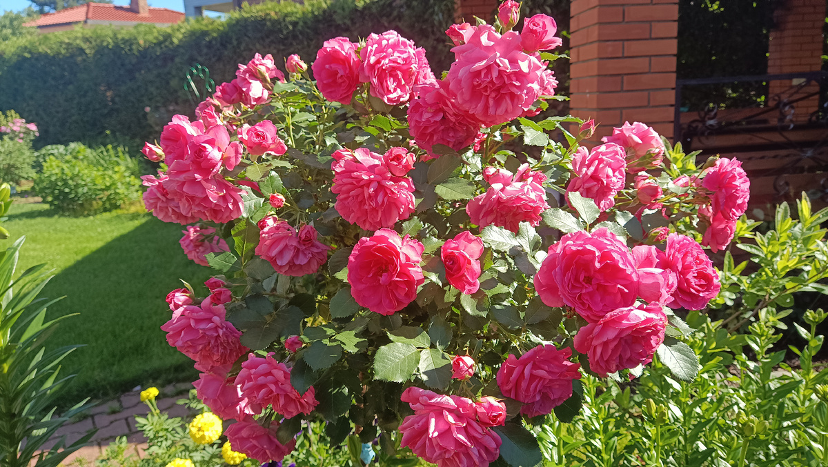 Штамб Розариум Ютерсен, 2025