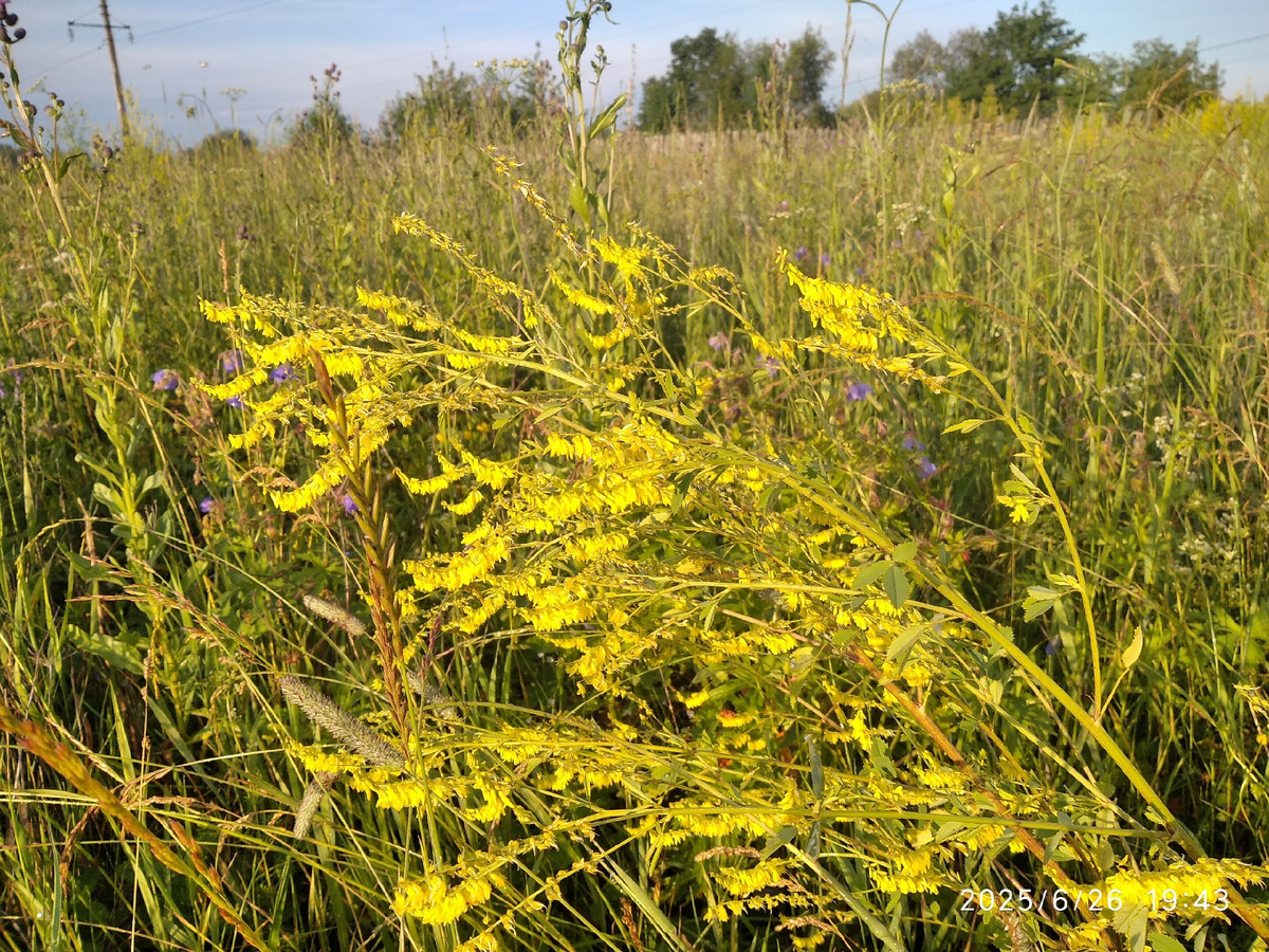 (моя фотография)