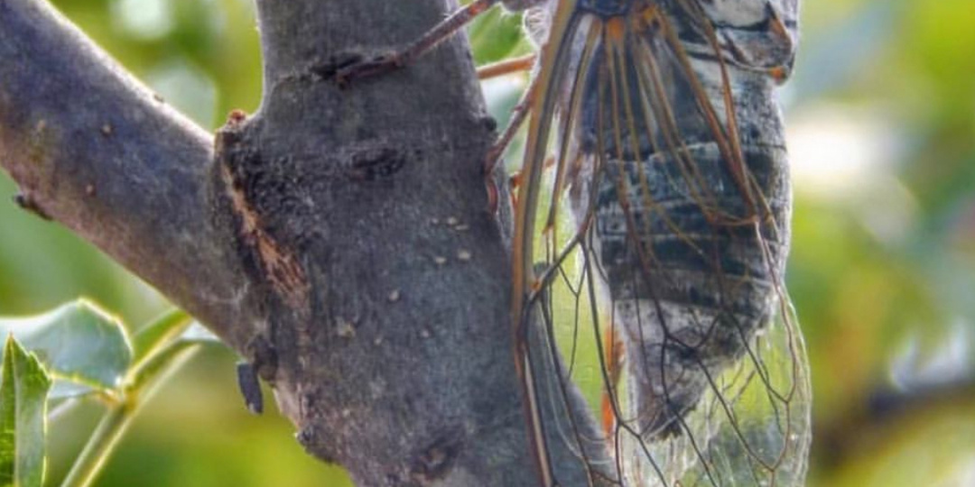 Южные певуньи.