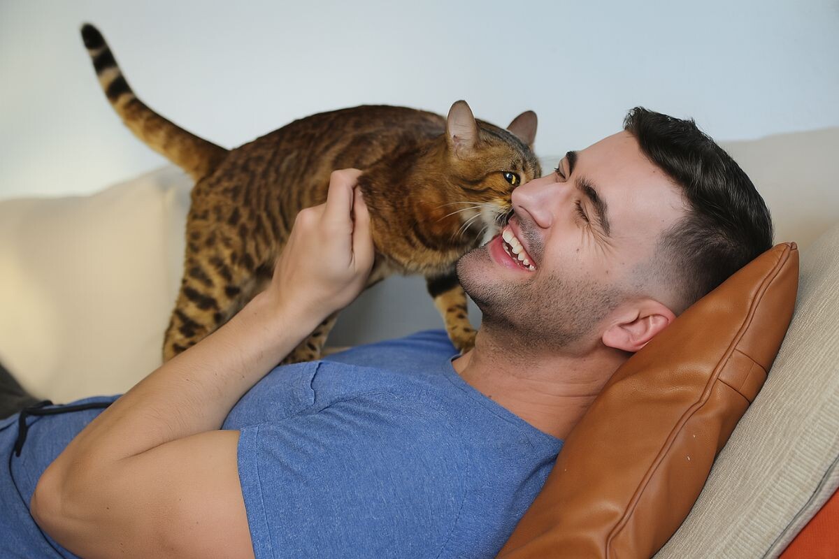 Кошка кусает за ухо хозяина 