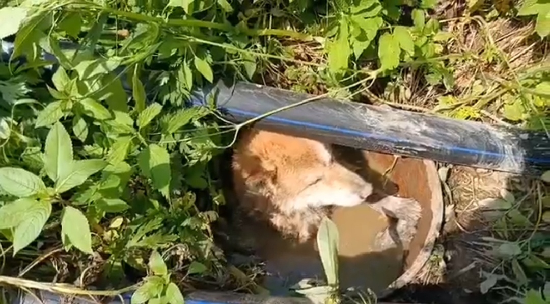 Как выяснилось, старый коб- ль.