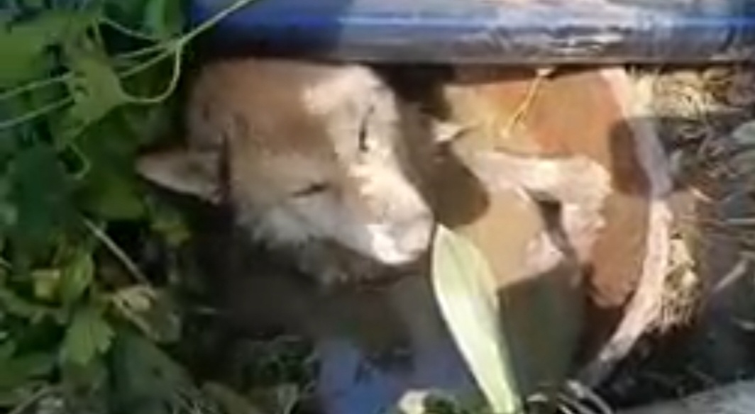 Когда приехали наши, сил у пса не осталось.