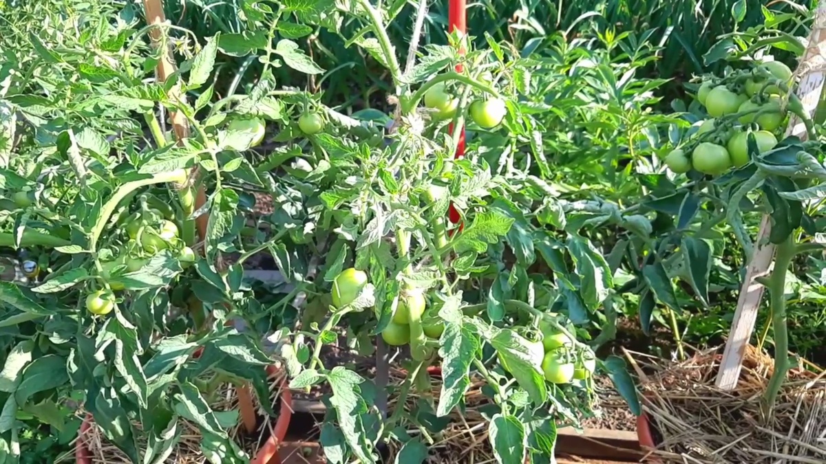 Томаты "Богата Хата" в контейнерах.