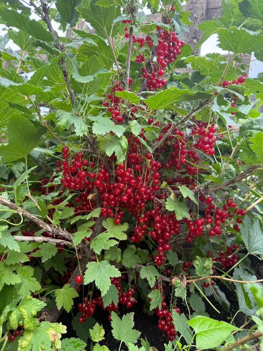 Ну не красота ли, каждый год она вызывает у меня восторг! 