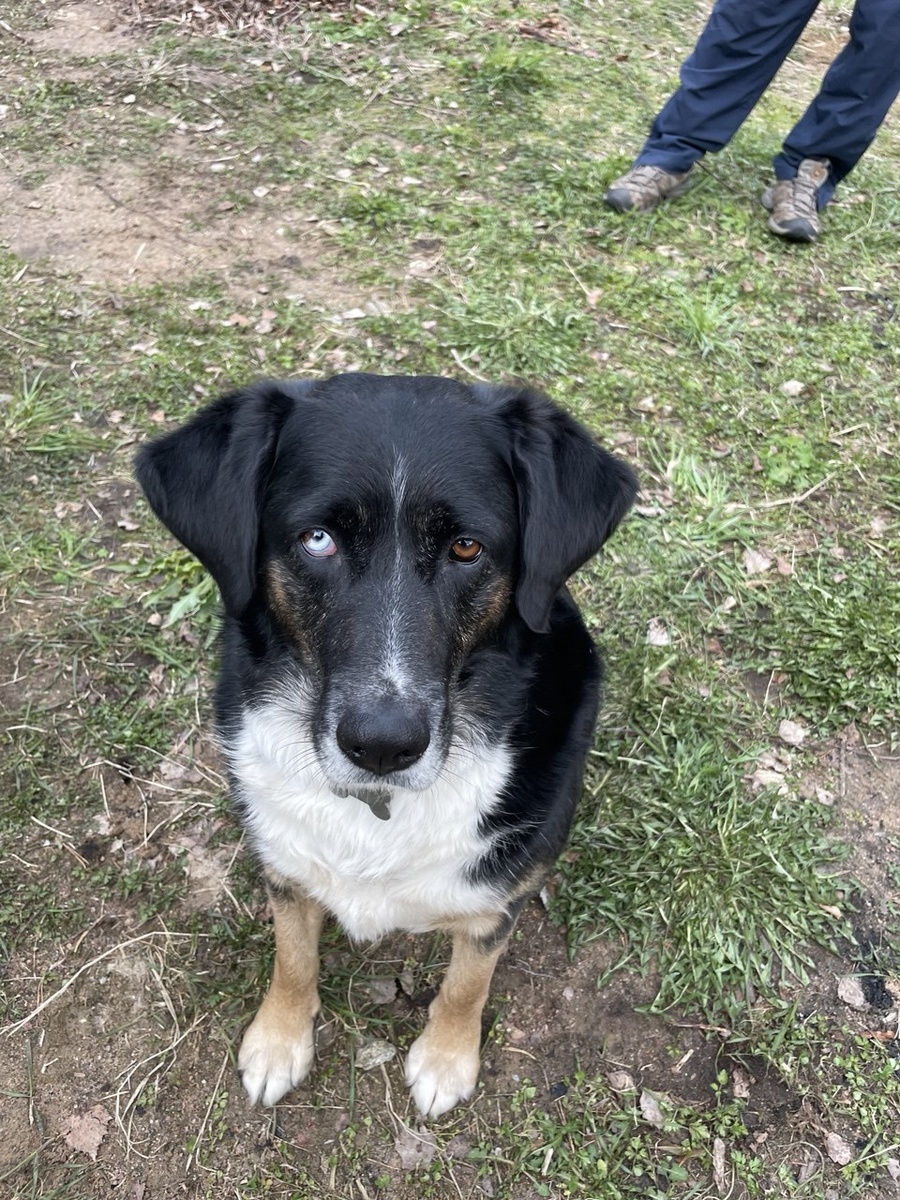 Собаку с такой внешностью не забыть!