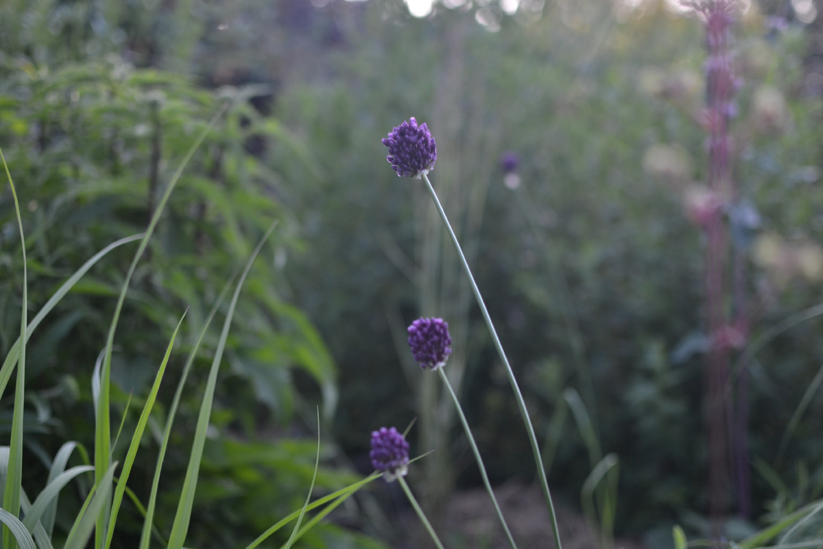 Лук круглый