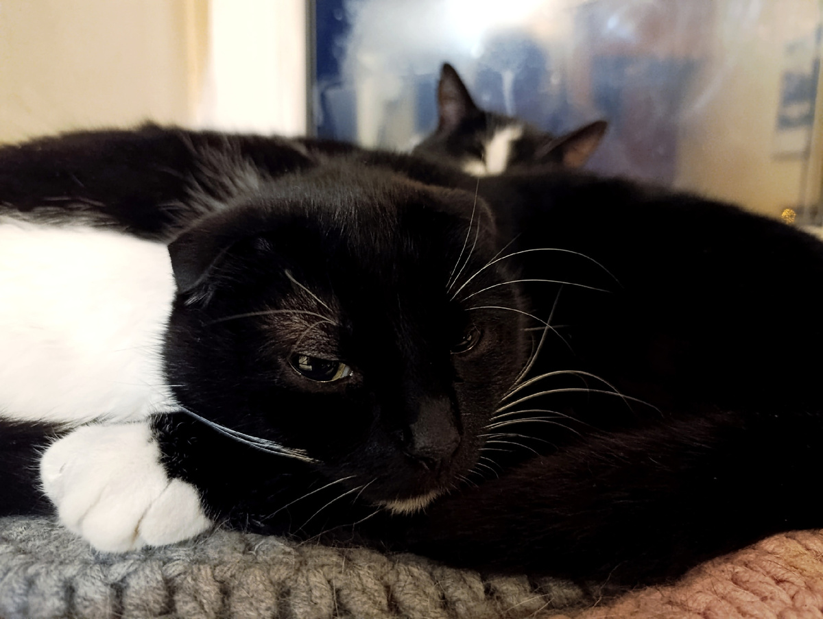 "Ведь котят они не родят, значит вместе им спать не опасно"