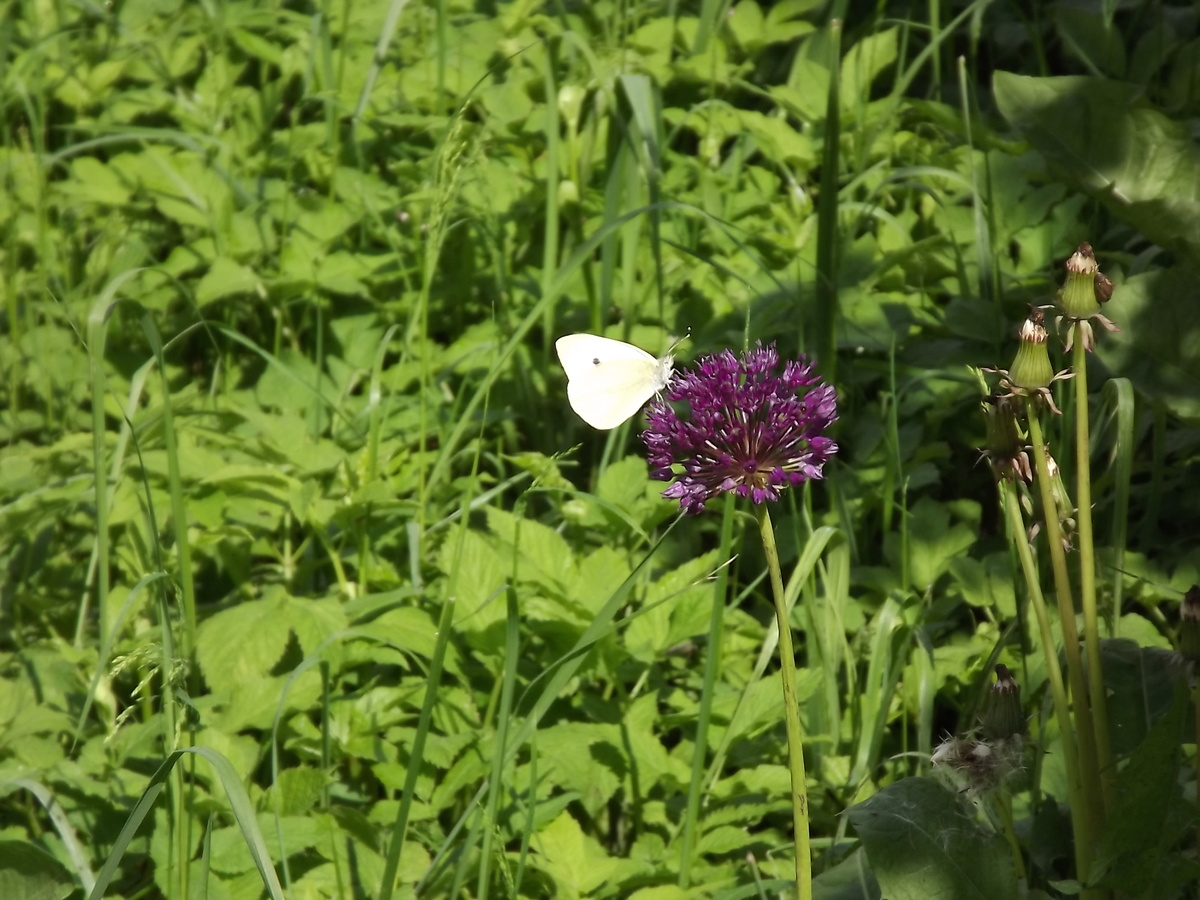 Капустница