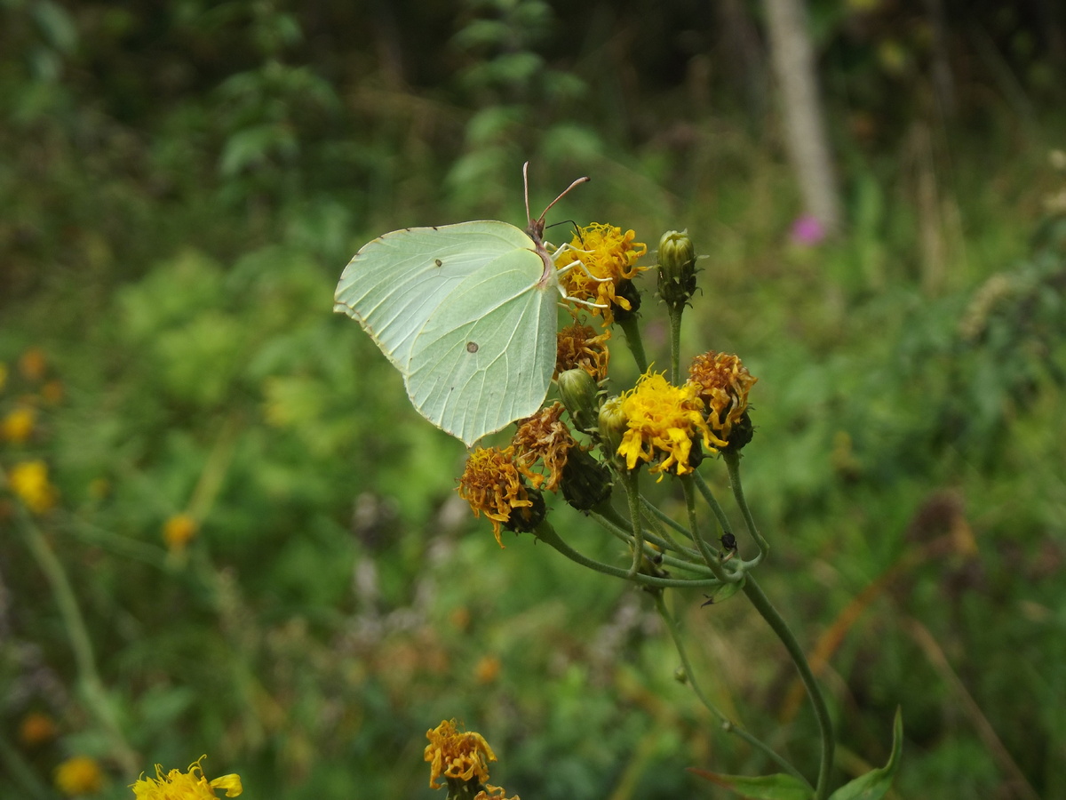 "Свеженький" самец крушинницы, 30.08.24