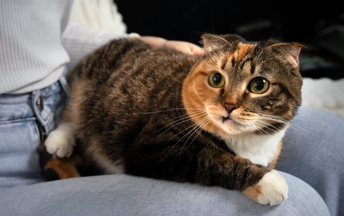 Витамины и минералы для кошек: что действительно важно для здоровья / Изображение: AlphaPet