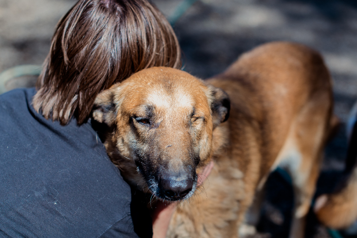 Благодаря волонтёрам Вега стала очень нежной собакой