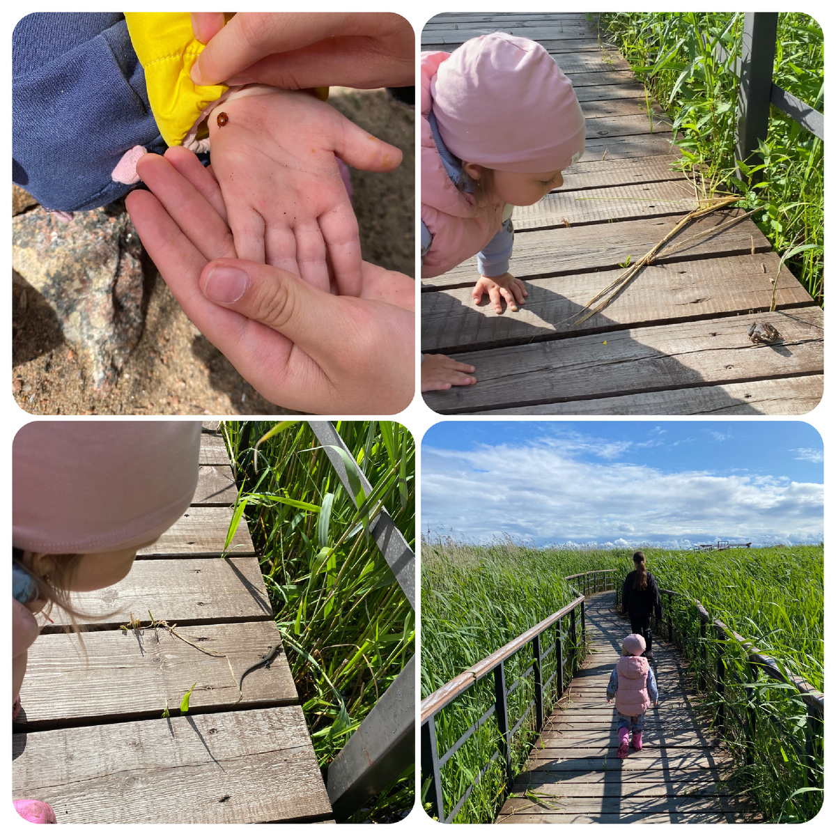 Экотропа «У Лукоморья» с богатым миром фауны.