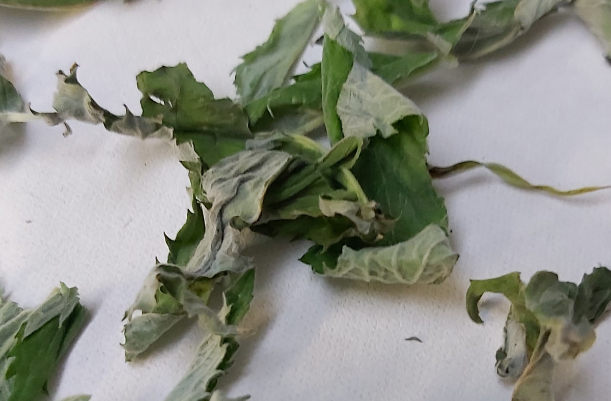 Мяту с фото я тоже засушила, только листья, палки однозначно лишние.