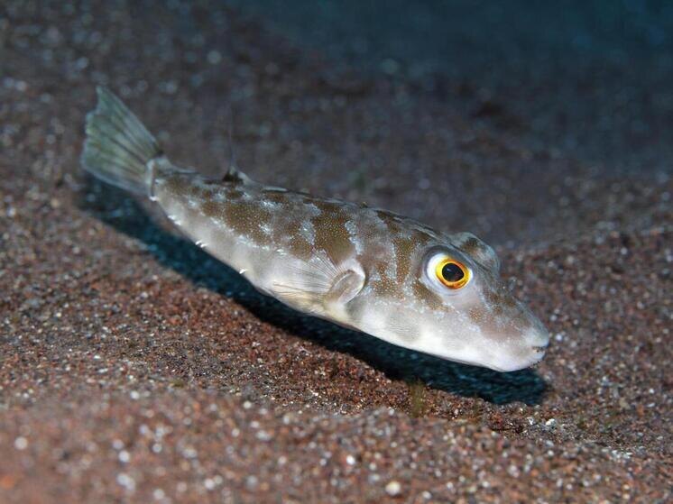     Norbert Probst/imageBROKER.com/Global Look Press