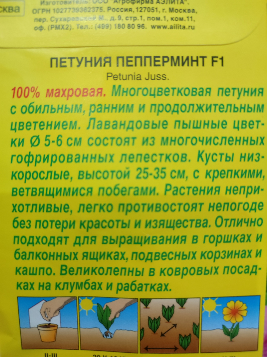 Фото автора, упаковка семян петунии гибрида Пепперминт, 1 июля 2025 года