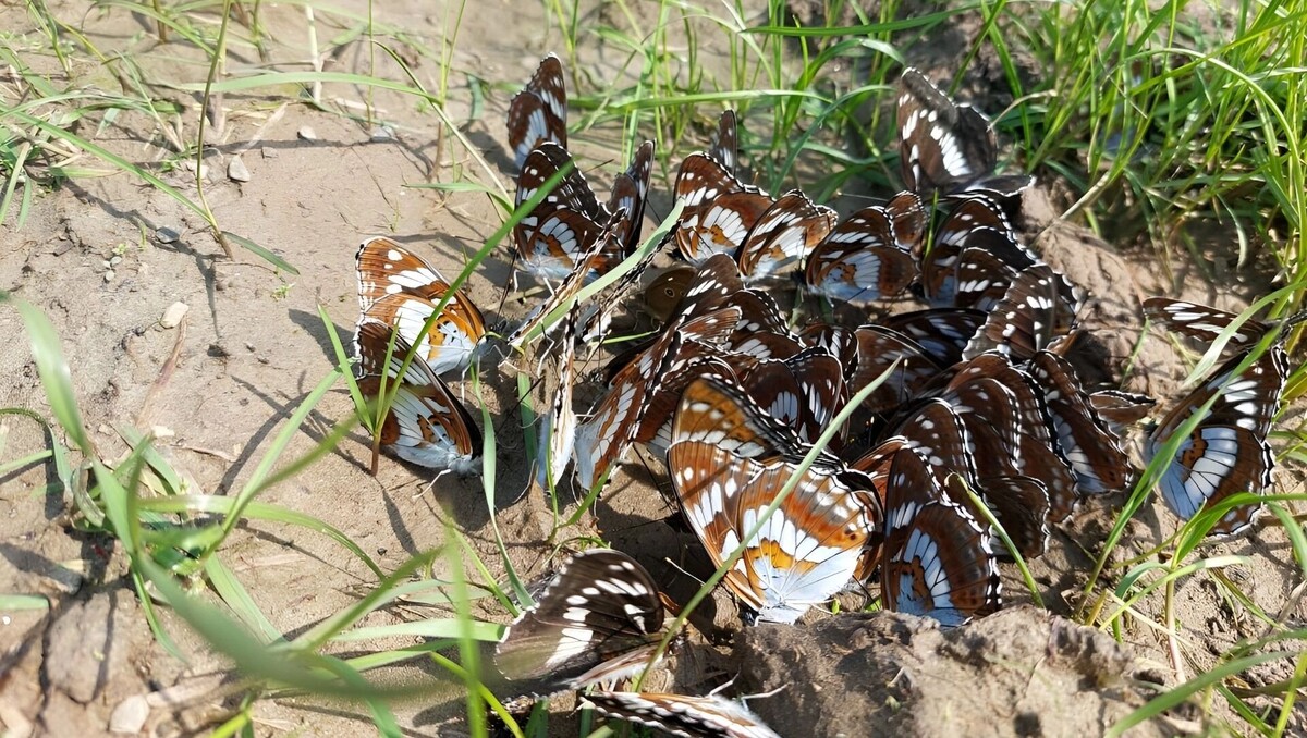     Источник: Пресс-служба Комсомольского заповедника