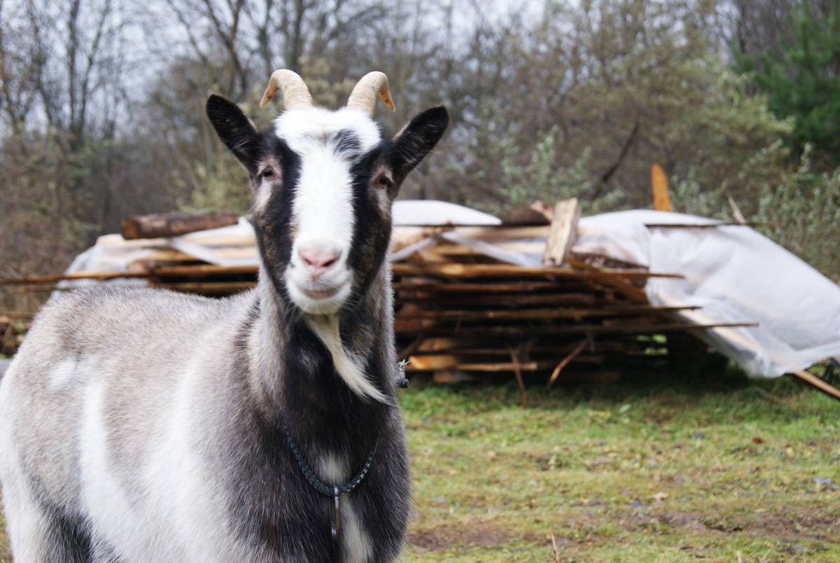 Вот таких, фото Вари