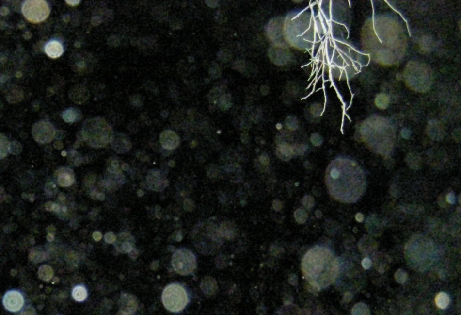 Орбы – защитная система Земли? (Источник: plazmoid-ufo.narod.ru).