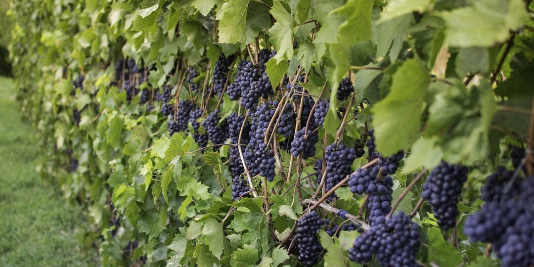 Подкормка винограда золой и борной кислотой: мой опыт выращивания крупных гроздей в Подмосковье