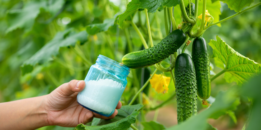 Как только в августе огурцы начинаются «кривиться», сразу даю им подкормку: 3 ложки на ведро и огурцы снова ровные