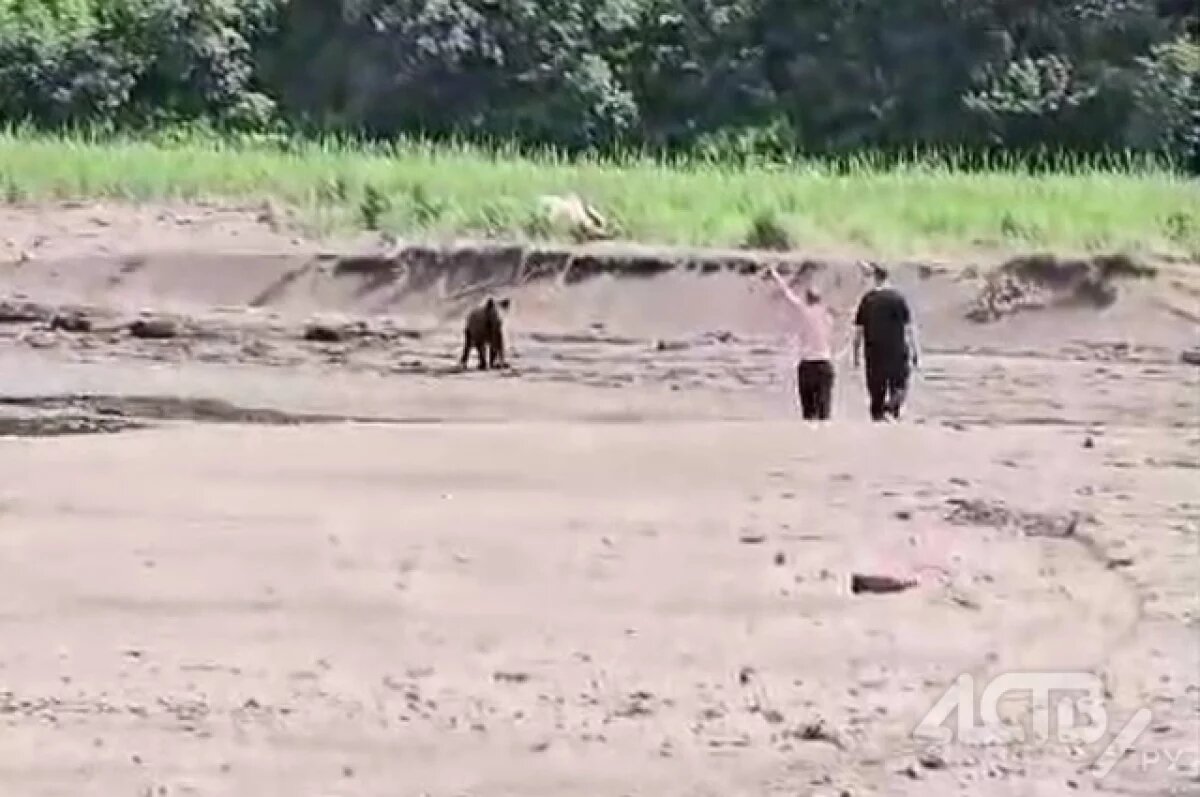    На Сахалине отдыхающий спровоцировал медведя в бухте Тихой