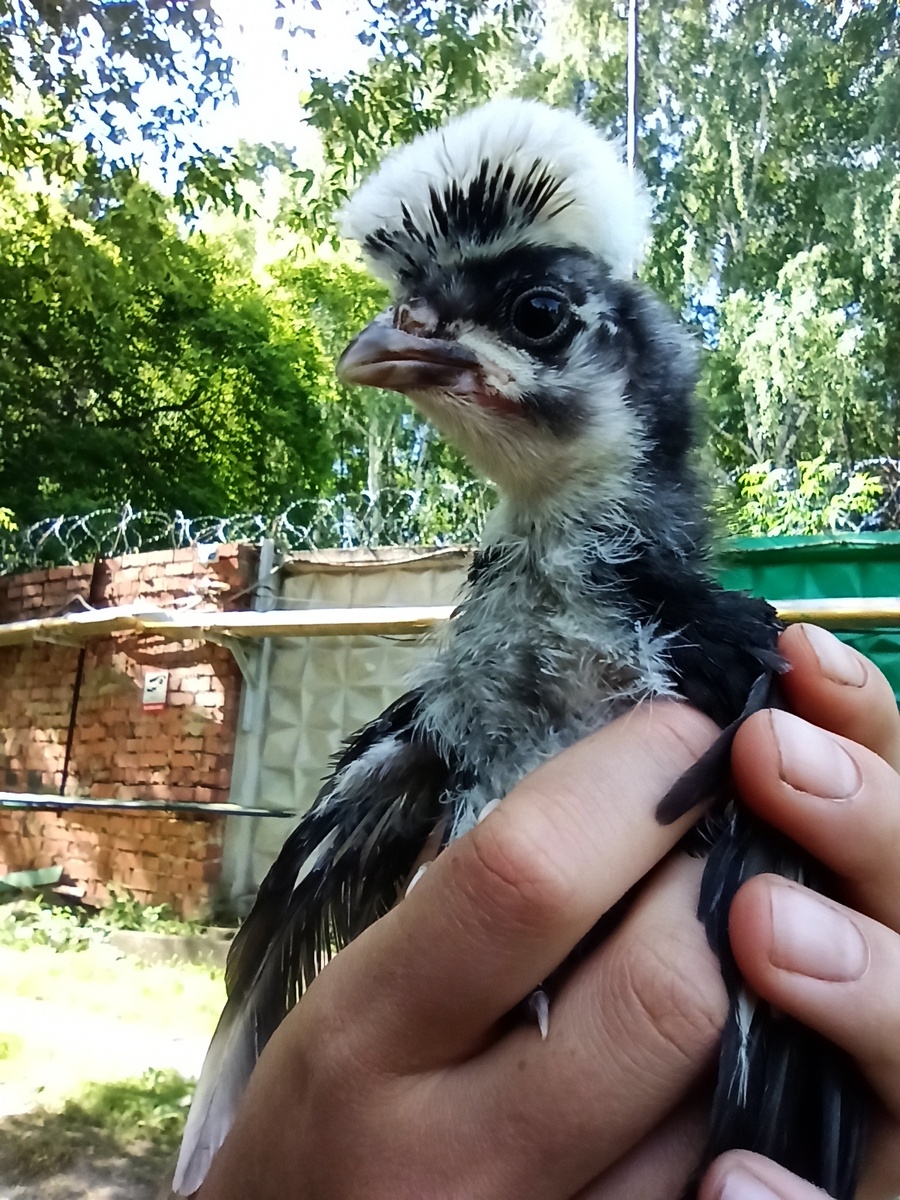 Цыпленок. Ему нет ещё и месяца, но хохолок уже приличный 