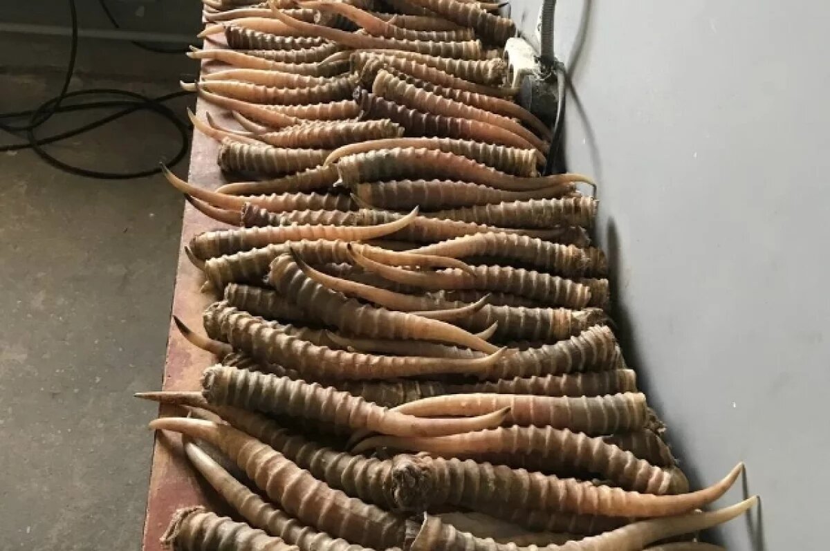    В Хабаровском крае раскрыли контрабанду рогов сайгака в Китай на 7 млн