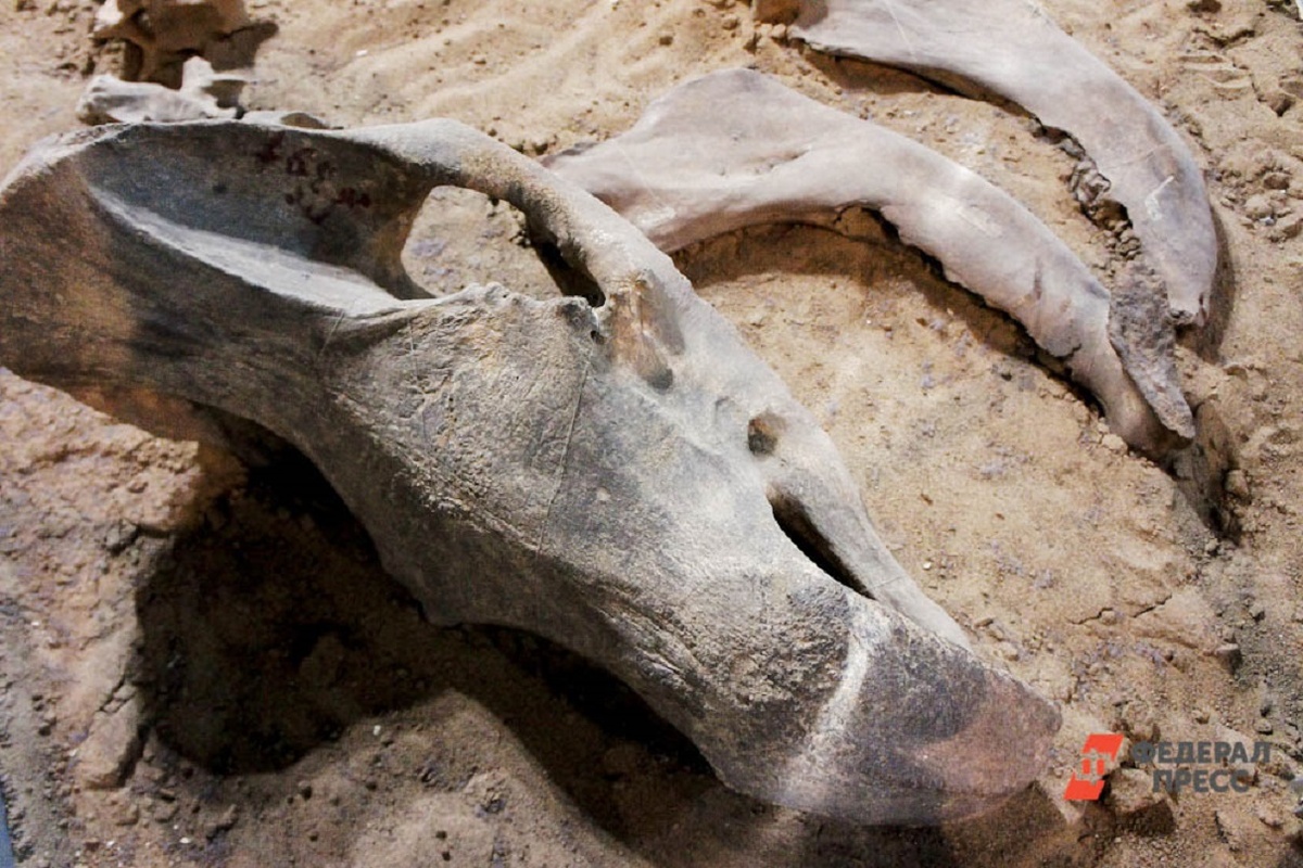 Открытия свидетельствуют о значительной популяции ихтиозавров на территории Приморского края в доисторический период.  Фото: Фото: ФедералПресс / Елена Майорова