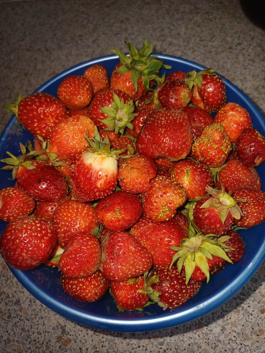 Летняя радость